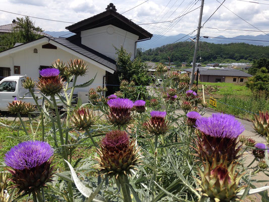 artichokes, not edible.