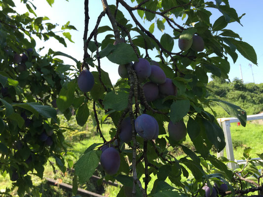 Prune tree. It died from constant disease. 