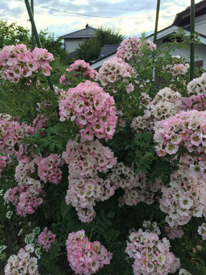 The best for Kew Rambler a few years ago. Only once, sorry.