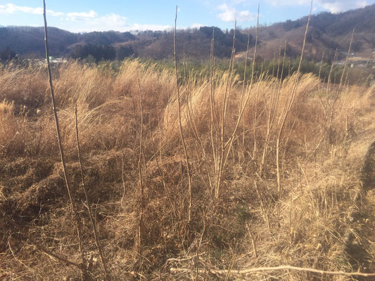 Always starts with clearance of tough guys like Kudzu, silver grasses or Susuki.