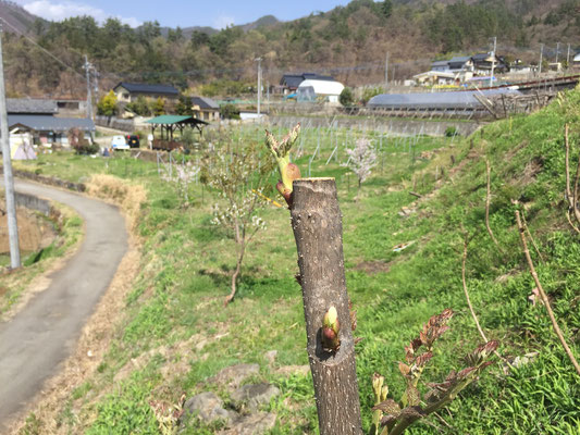 Successfully I transplanted Tara trees or Japanese angelica trees on  the slope. Good for tempura.