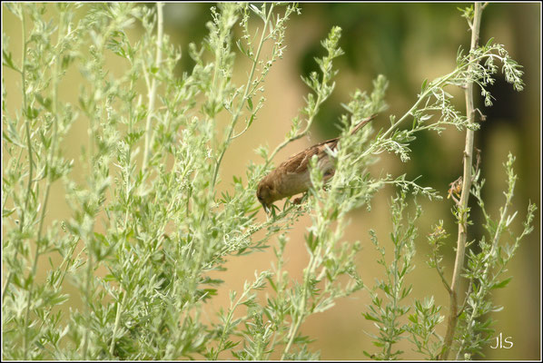 Moineau domestique et absinthe© JlS