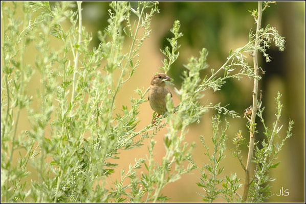 Moineau domestique et absinthe© JlS