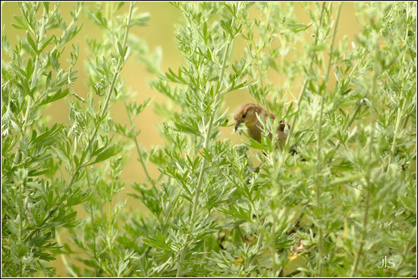 Moineau domestique et absinthe© JlS