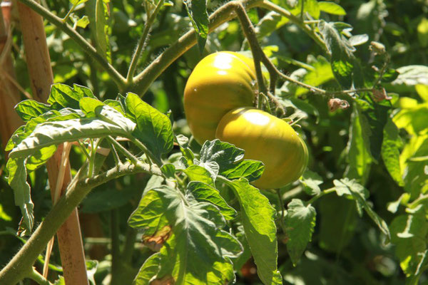 Tomates jaunes