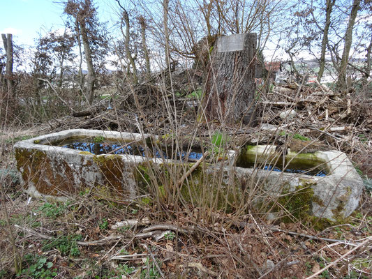 Die alten Brunnen werden langsam überwuchert und vom Wald verschlungen.