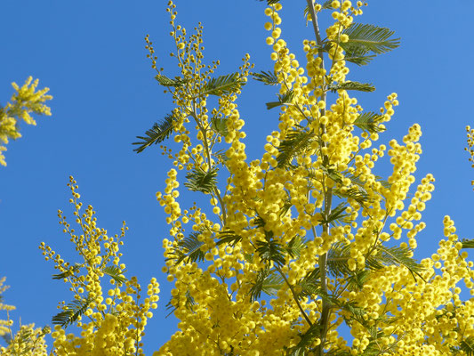 Mimosen