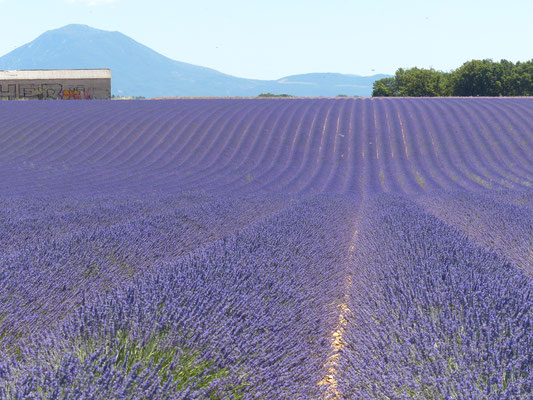 Lavendelfeld bei Valensole