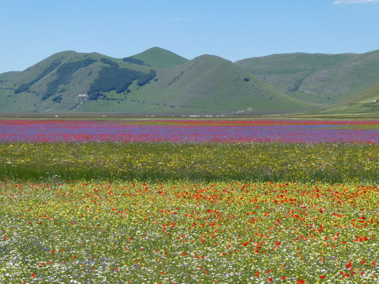 Apennijnen Monti Sibillini: Piano Grande in bloei 