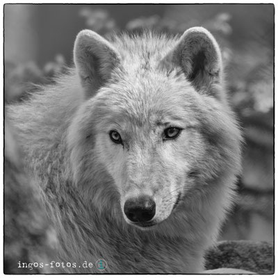 Hudson Bay Wolf, Wildpark Lüneburger Heide