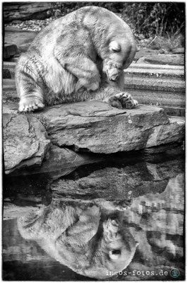 Eisbär, Tiergarten Nürnberg