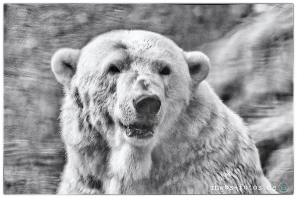 Eisbär (Spiegelung), Tiergarten Nürnberg