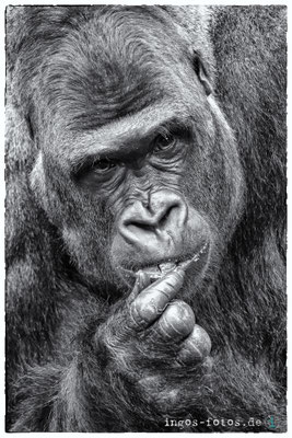 Gorilla "Thomas", Tiergarten Nürnberg