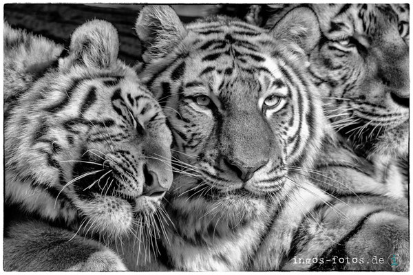 Sibirische Tiger - mit freundlicher Genehmigung von Hagenbeck