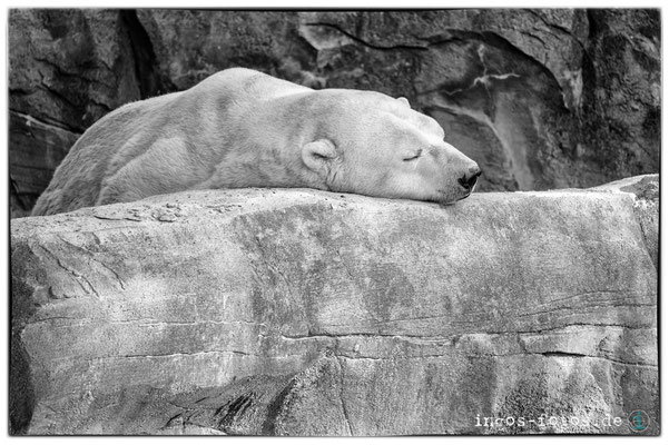 Eisbär, Erlebnis-Zoo Hannover