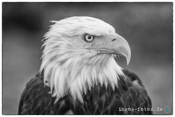 Weißkopfseeadler, Adlerwarte Berlebeck