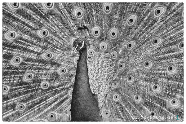 Pfau, Zoo Frankfurt