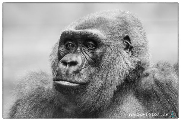 Gorilla, Zoo Frankfurt