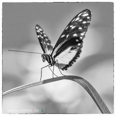 Schmetterling, Royal Burgers' Zoo, Arnheim