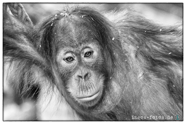 Orang-Utan, Zoo Frankfurt