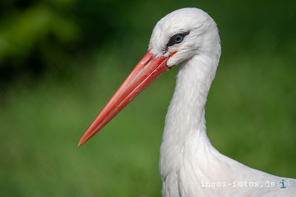 Weißstorch, Opelzoo Kronberg. Nikon Z6iii + Nikkor Z 180-600mm f/5.6-6.3 VR; 1/500 Sek., f/6.3, ISO 100, 600 mm 