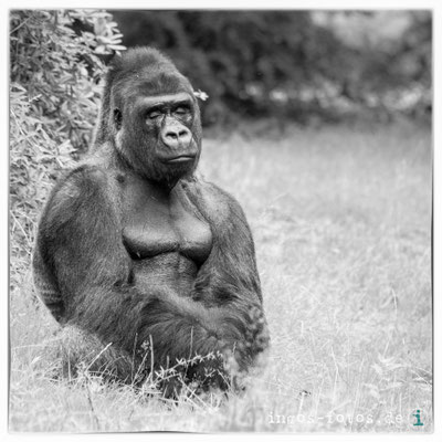 Gorilla "Jambo", Apenheul