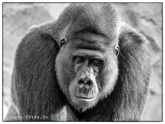 Gorilla "Buzandi", Erlebnis-Zoo Hannover