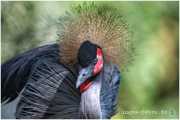 Kronenkranich, Zoo Dresden. Nikon Z 6iii + Nikkor Z 180-600 mm f/5.6-6.3 VR, 1/500 Sek., f/6.3, ISO 560, 600 mm