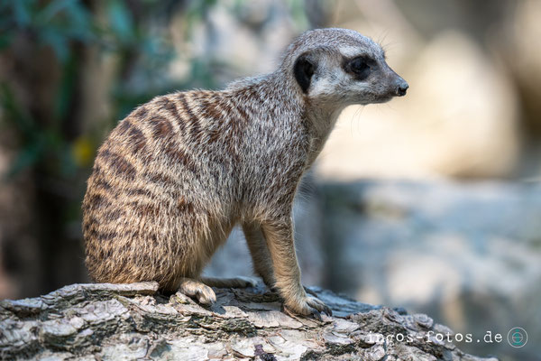 Erdmännchen, Opelzoo Kronberg. Nikon Z6iii + Nikkor Z 180-600mm f/5.6-6.3 VR; 1/500 Sek., f/6.0, ISO 360, 470 mm 
