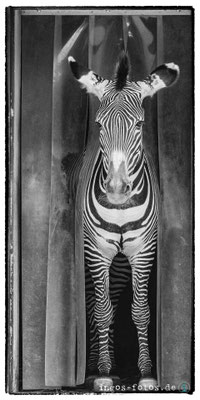 Grévy-Zebra, Zoo Frankfurt