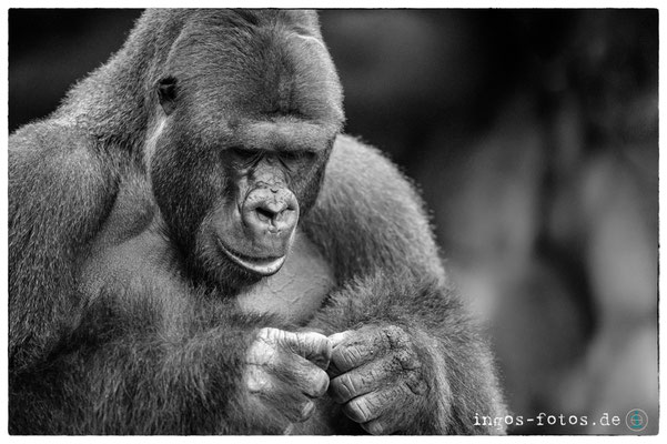 Gorilla "Viatu", Zoo Frankfurt