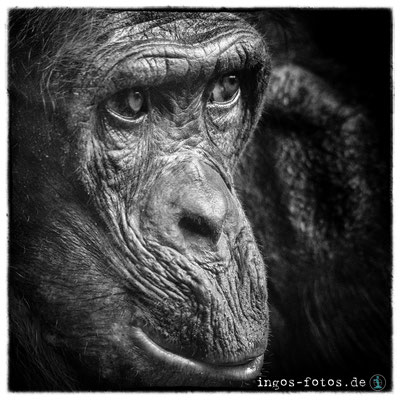 Bonobo, Zoo Frankfurt
