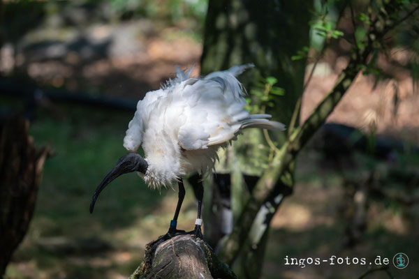 Ibis, Opellzoo Kronberg. Nikon Z6iii + Nikkor Z 180-600mm f/5.6-6.3 VR; 1/500 Sek., f/6.3, ISO 400, 500 mm 