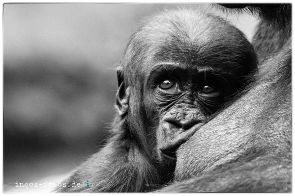 Gorilla, Zoo Frankfurt