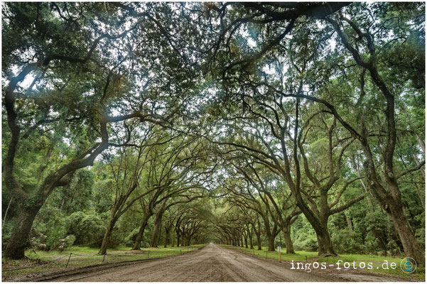 Wormsloe State Historic Site, Savannah, GA