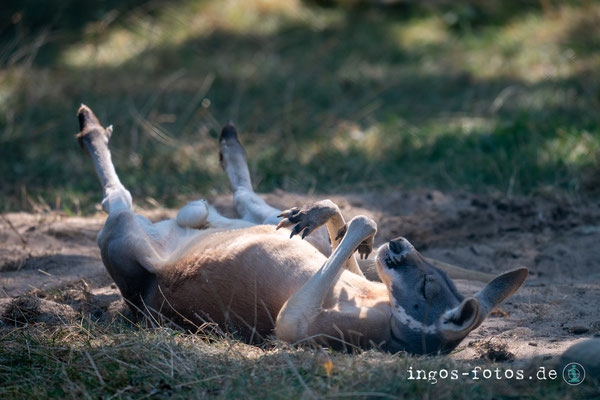 Riesenkänguruh, Opelzoo Kronberg. Nikon Z6iii + Nikkor Z 180-600mm f/5.6-6.0 VR; 1/500 Sek., f/6.3, ISO 400, 480 mm 
