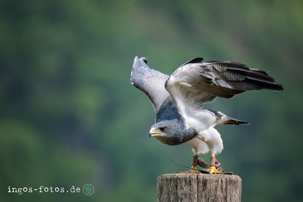 Andenbussard, WildtierPark Edersee, Nikon Z6iii + Nikkor Z 180-600 mm f/5.6-6.3 VR, 1/2.500 Sek., f/6.3, ISO 4.500, 600 mm