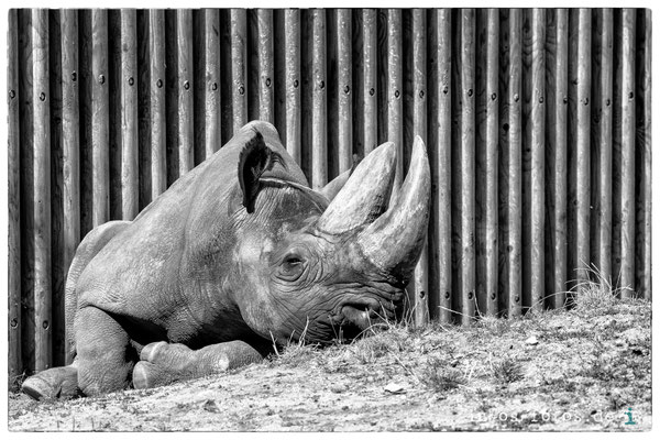 Spitzmaulnashorn, Zoo Frankfurt