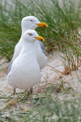 Nikon Z 6 + Nikkor Z 100-400 f/4.5-5.6 + TC 2.0, 340 mm, 1/1.000 sek., f/11, ISO 1.100