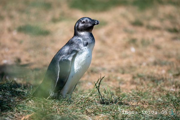 Brillenpinguin, Opelzoo Kronberg. Nikon Z6iii + Nikkor Z 180-600mm f/5.6-6.3 VR; 1/640 Sek., f/6.3, ISO 180, 570 mm
