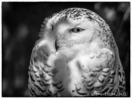 Schnee-Eule, Zoo Frankfurt