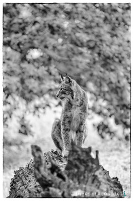 Europäischer Luchs, Tierpark Sababurg