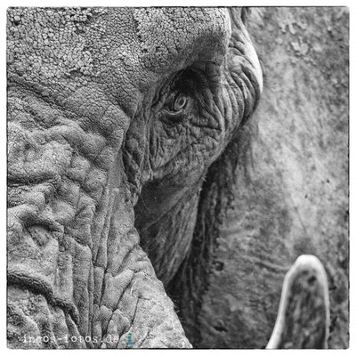 Afrikanischer Elefant, Opelzoo, Kronberg