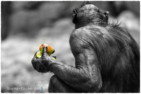 Bonobo "Ludwig", Zoo Frankfurt