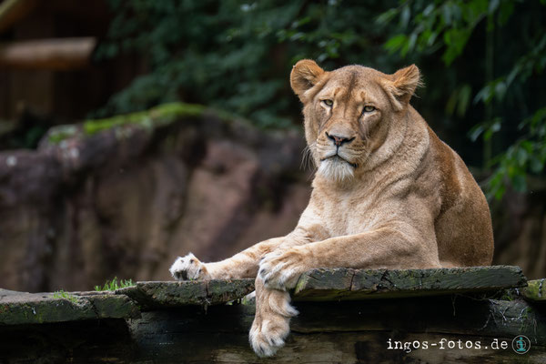 Nikon Z 7ii + Nikkor Z 100-400 f/4.5-5.6 + TC 1.4, 470 mm, 1/1.000 sek., f/7.6, ISO 2.000 (Zoom, Gelsenkirchen)