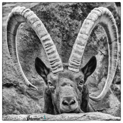 Sibirischer Steinbock, Zoo Berlin