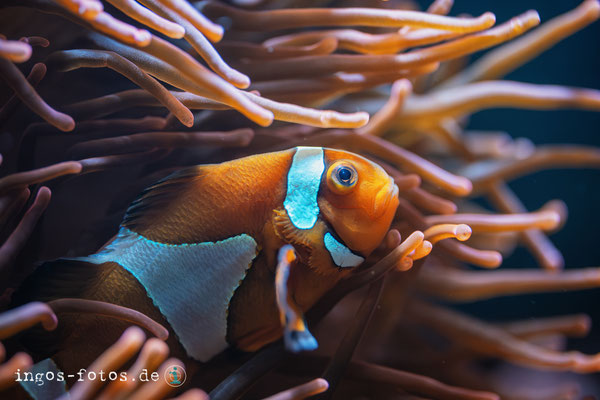 Anemonenfisch, Zoo Köln. Nikon Z6iii + Nikkor Z MC 105mm f/2.8 VR S; 1/200 Sek., f/4.0, ISO 4.500