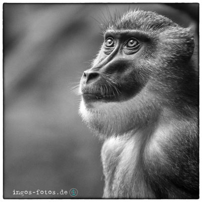 Dril, Zoo Frankfurt