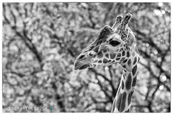 Giraffe, Zoo Frankfurt