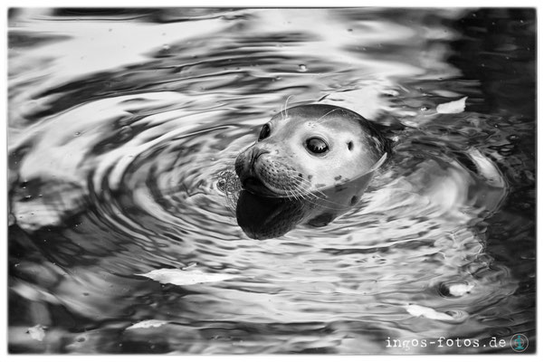 Seehund, Zoo Frankfurt